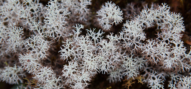 Джунгли Трусмади